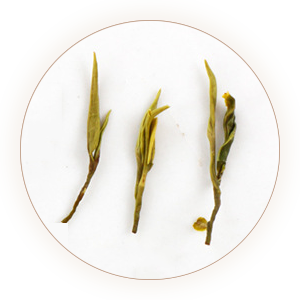 日照绿茶 叶底