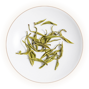 文君绿茶 叶底
