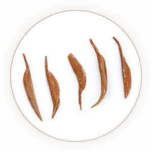 宜兴红茶 叶底