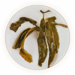 普洱生茶 叶底