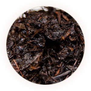 老青茶 叶底