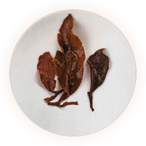 东方美人茶 叶底