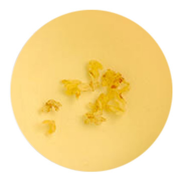 桂花茶 叶底