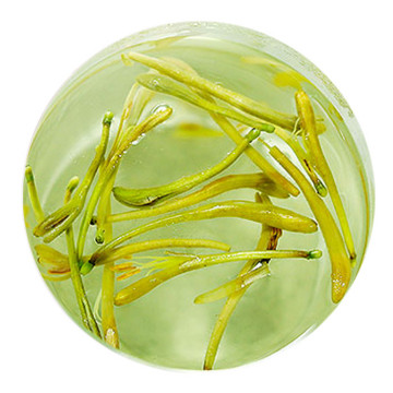 金银花茶 叶底