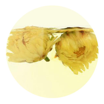 胎菊 叶底
