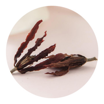 玉兰花茶 外形