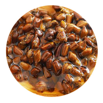决明子茶 叶底