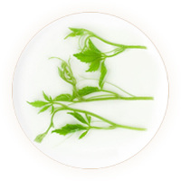 绞股蓝茶 叶底