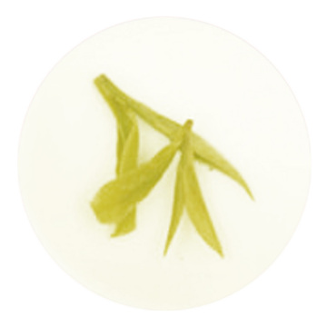 天目青顶 叶底
