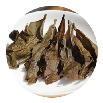 千两茶 叶底