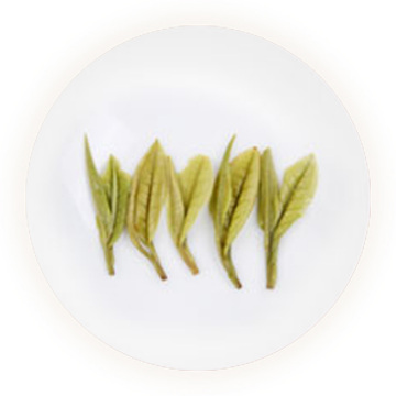 资溪白茶 叶底