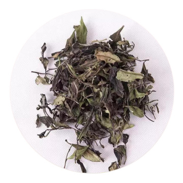 松溪小白茶 外形