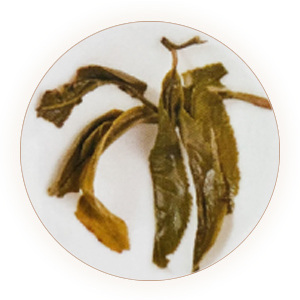 金瓜贡茶 叶底