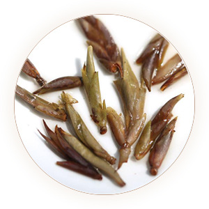 紫芽苞茶 叶底