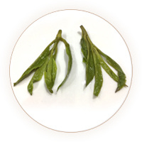 苦丁茶 叶底