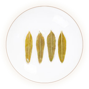 罗布麻茶 叶底