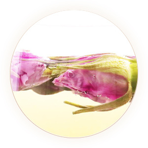平阴玫瑰茶 叶底