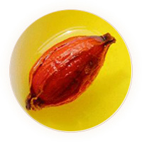 栀子茶 叶底
