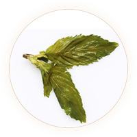 薄荷茶 叶底