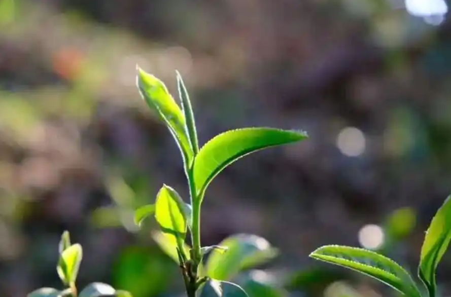 安溪人把茶不叫做茶，叫“茶米”或“茶心”-茶之家