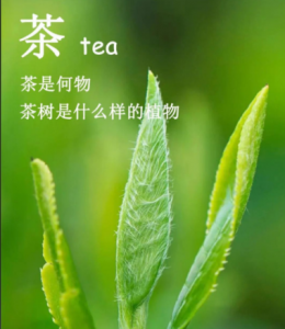 茶树≠茶叶?解锁六大茶类家族,读懂一片叶子的蜕变-茶之家