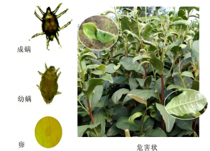 茶叶防虫有奇招？以螨治螨，让小虫 “自相残杀” 保鲜叶-茶之家
