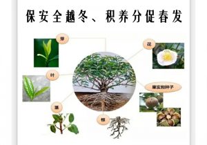 茶树冬季管理 3 要点：暖根护芽养势，来年春茶稳高产-茶之家