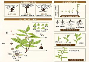 露枝茶树种植 5 技巧！通风透光稳活，来年芽壮高产-茶之家