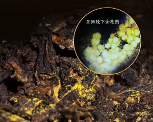 金花菌为何是国家二级机密？3 大核心价值揭晓-茶之家