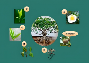 露枝茶树高效种植指南！6 大核心步骤 + 控形丰产技巧-茶之家
