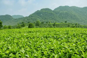 茶树冬季管理 3 大核心要点!防冻 + 养根 + 清园,来年高产稳了-茶之家