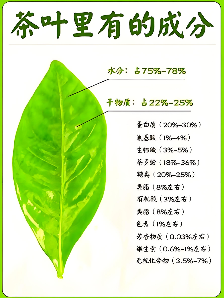 茶叶中对人体有益的 7 大成分，经常喝茶的人一定要了解-茶之家
